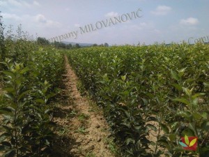 Rasadnik Fruit Company Milovanović 015