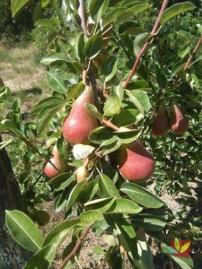 Rasadnik Fruit Company Milovanović 018