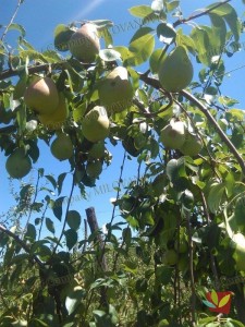 Rasadnik Fruit Company Milovanović 019