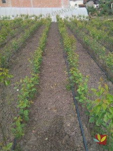 Rasadnik Fruit Company Milovanović 022