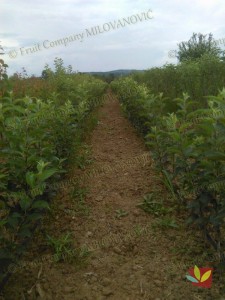 Rasadnik Fruit Company Milovanović 028