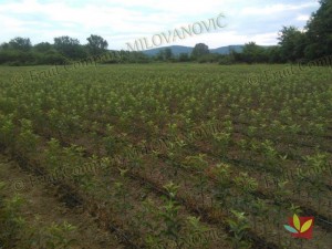 Rasadnik Fruit Company Milovanović 031
