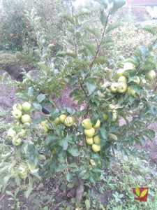Rasadnik Fruit Company Milovanović 038